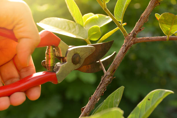 How Our Tree Care Process Works  in  Hackensack, NJ